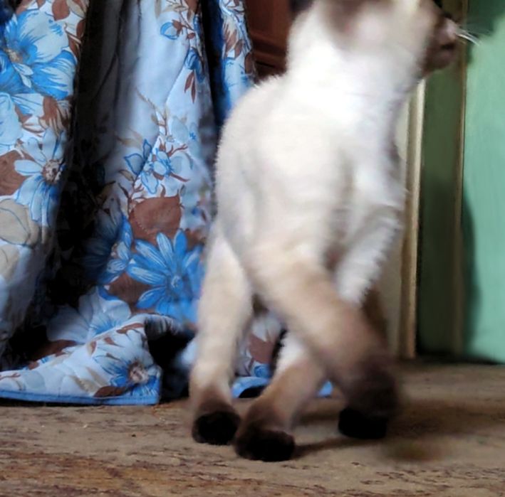 Сиамский котёнок