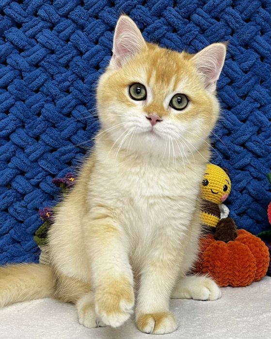 Шотландський золотий котик ny12