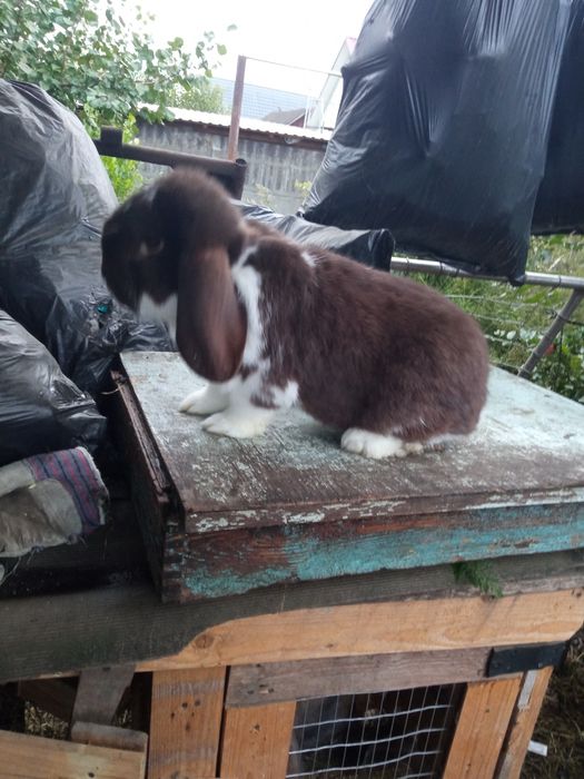 Продам кроликів породи.Каліфлрнія та Французький баран.