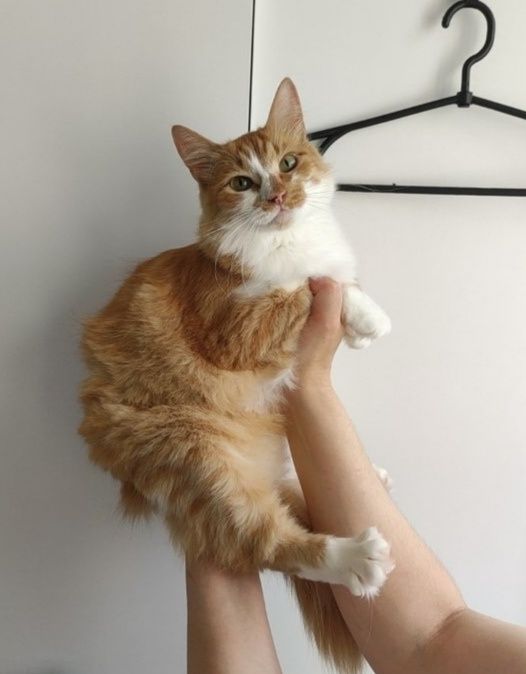 Отдам молодую кошку