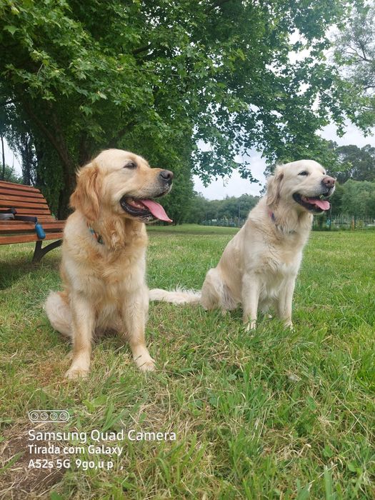Golden Retriever