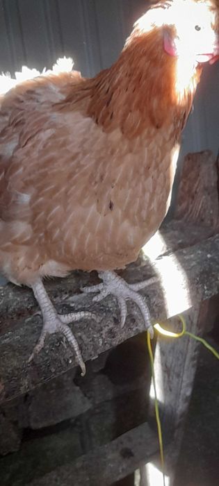 Aves adultas boas a por ovos