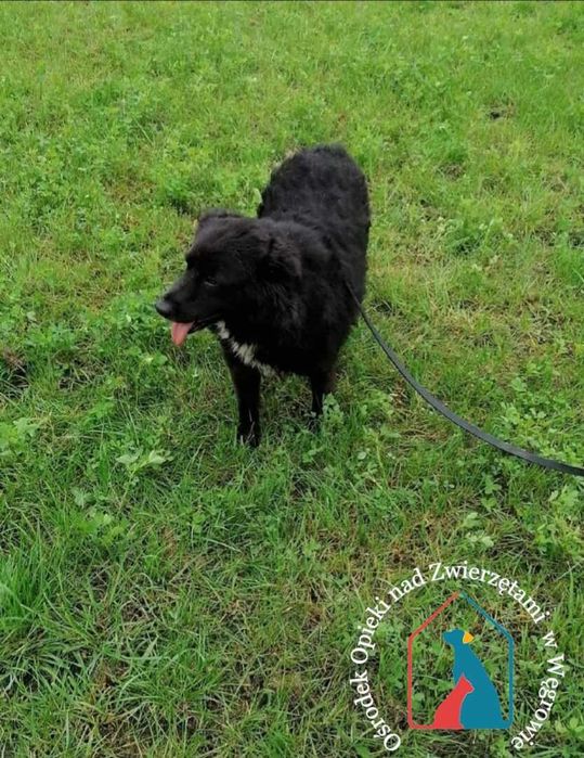 Kochany kudłacz z białą krawatką - patrzy z taką miłością w oczy