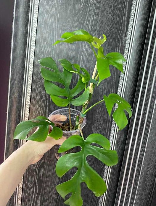 Монстера тетерасперма мініма варієгатна monstera tetrasperma minima variegatta