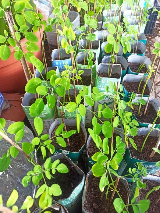 Plantas moringas orgânicas