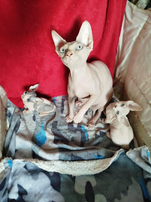 Кошечка канадский сфинкс