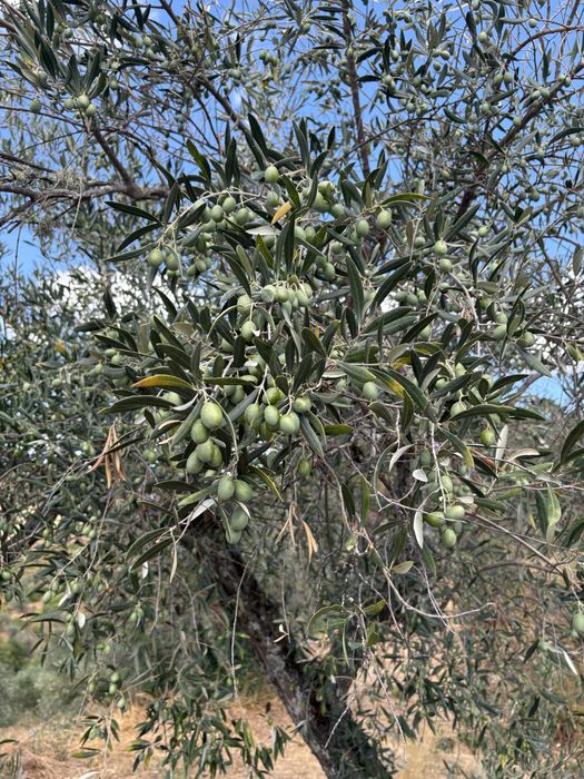 Terreno Murça 5100m