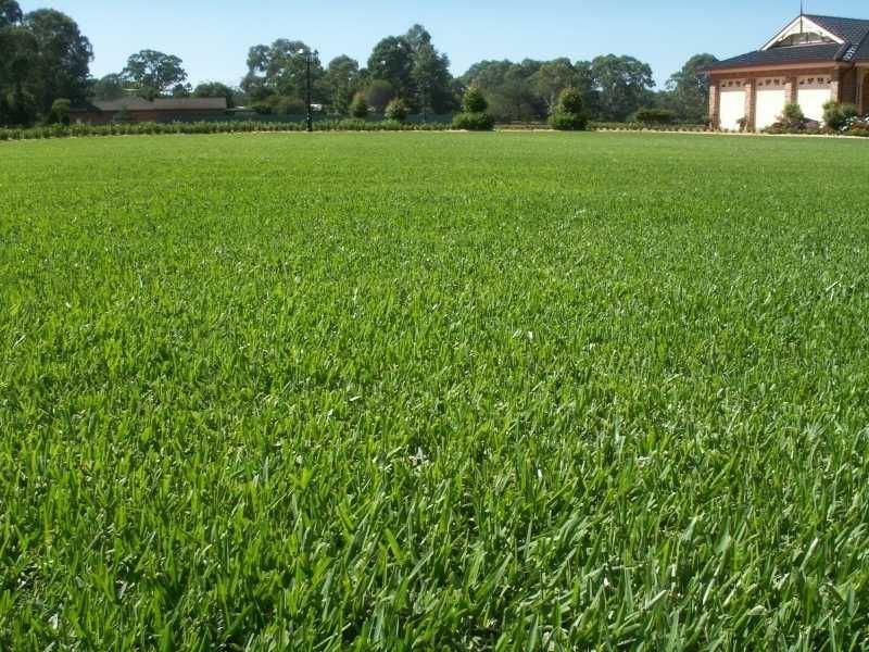 Trawa z rolki trawnik w rolkach trawniki rolowane. Gotowy trawnik.