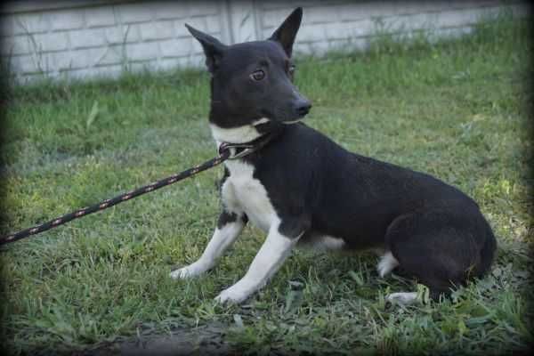 Spokojna Tinka szuka nowego domku