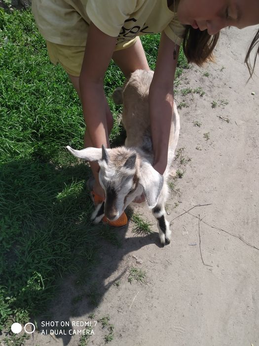 Продаюця козенята