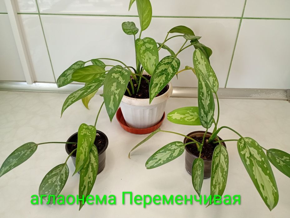 Аглаонема. Фикус Бенджамина,Barok, Natalie, каучуконосний