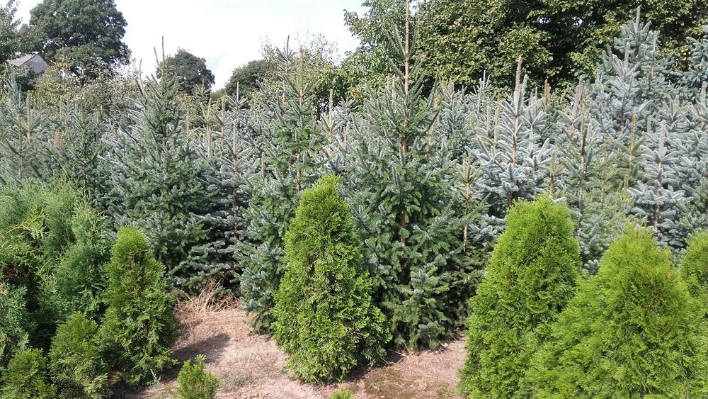 Drzewka ozdobne do przesadzania