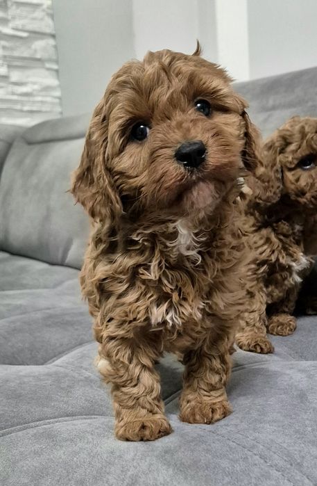 Cavapoo F1B hybryda ras Sunia