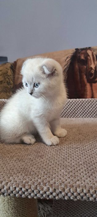 Шотландець висловухий блюпоінт 2.5 місяці оброблений від бліх іглистів