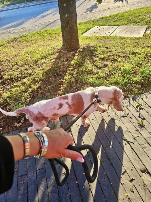 Cão para adoção responsável