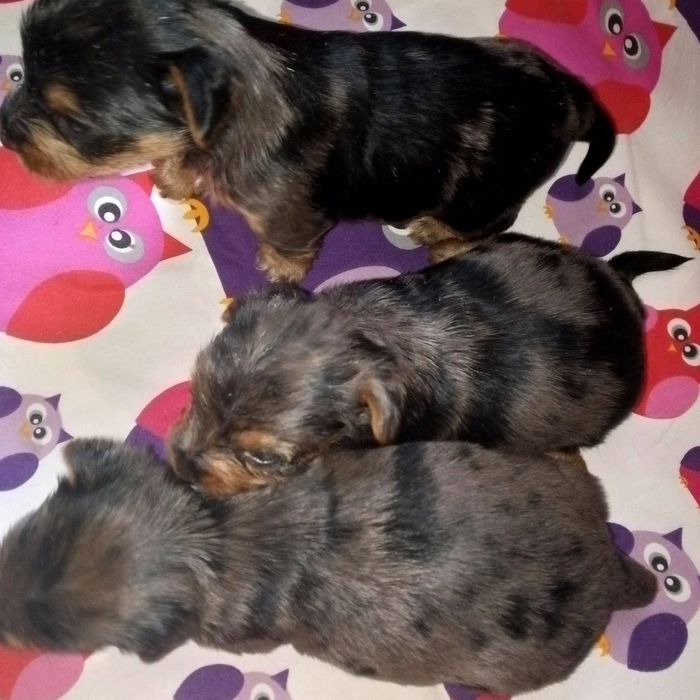 Продам йорків окрасу блю мерле.