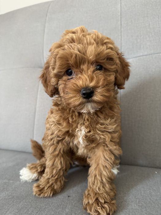 Pudel TOY  piękna suczka red brown, gotowa do odbioru na już