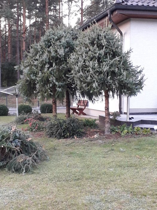 Przycinanie drzew owocowych...krzewow