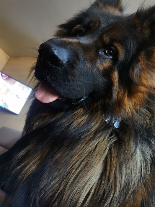 Dopuszczę do pokrycia psa