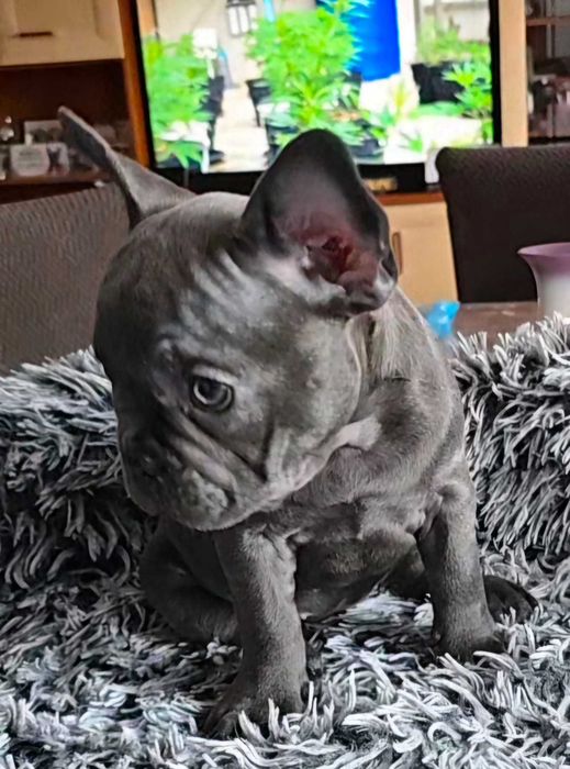 Psy rasowe Buldog Francuski