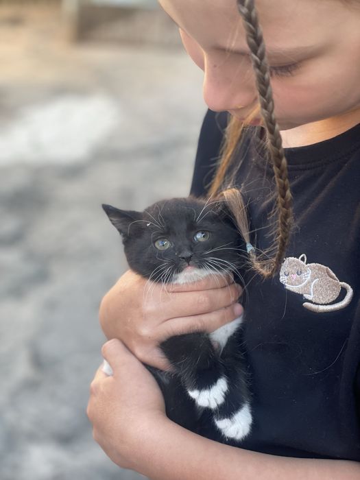 Кошеня,котик,котики