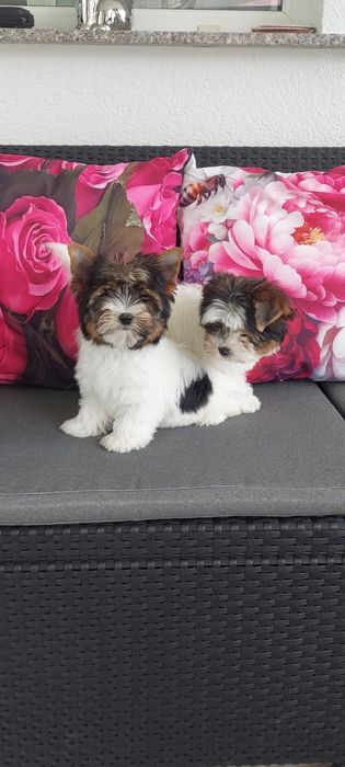 Yorkshire terrier Biewer