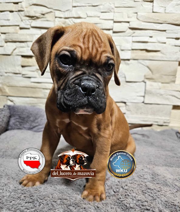 Bokser Szczeniak Suczka Champion Polski