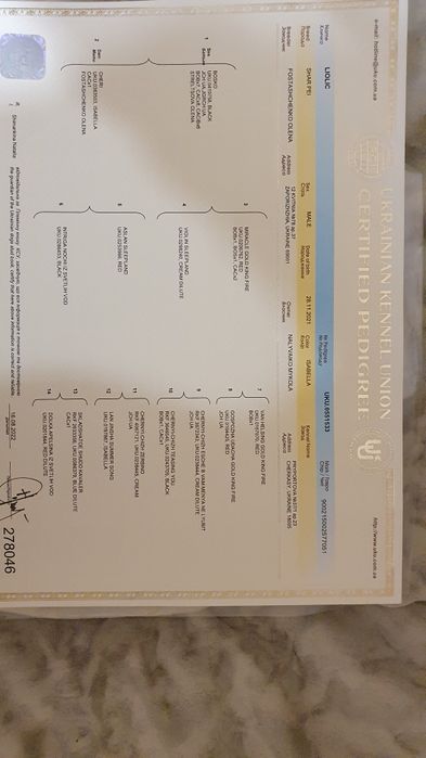 Вязка китайского шар-пея