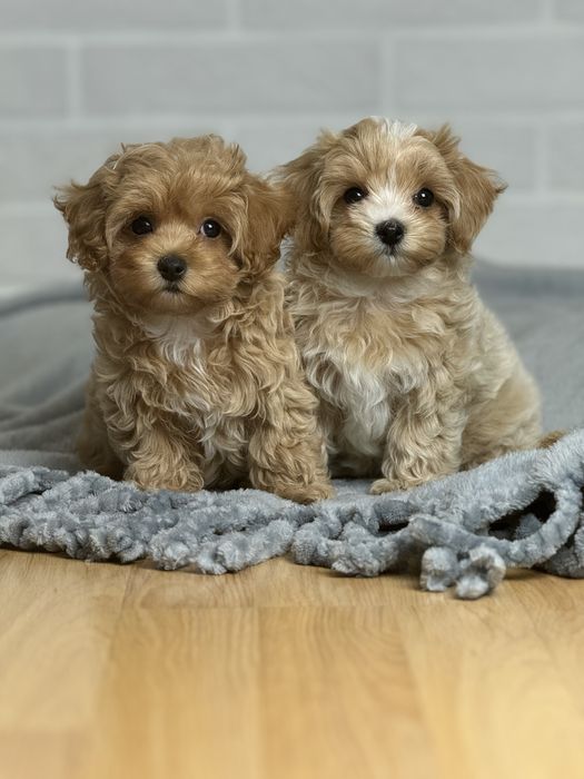 Качественные щеночки Мальтипу !!!