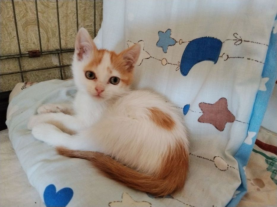 Кот кошеня котик кіт коти кот