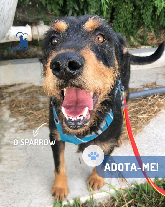 Sparrow cao jovem de porte grande