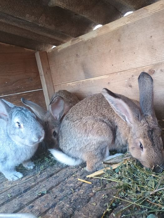 Кролики, кролчихи