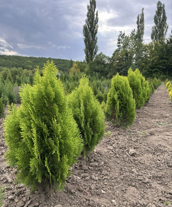 Декоративні рослини