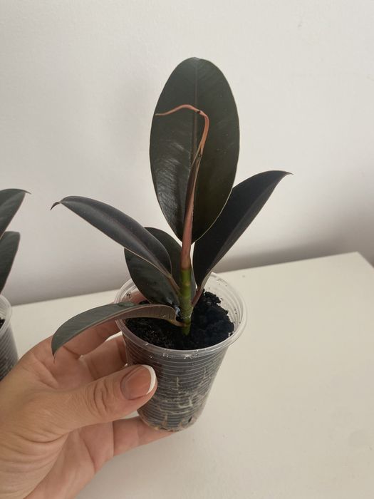 Фікус робуста еластік