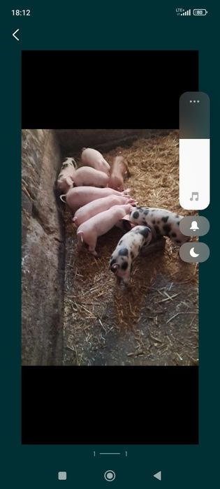 Prosięta odrobaczone