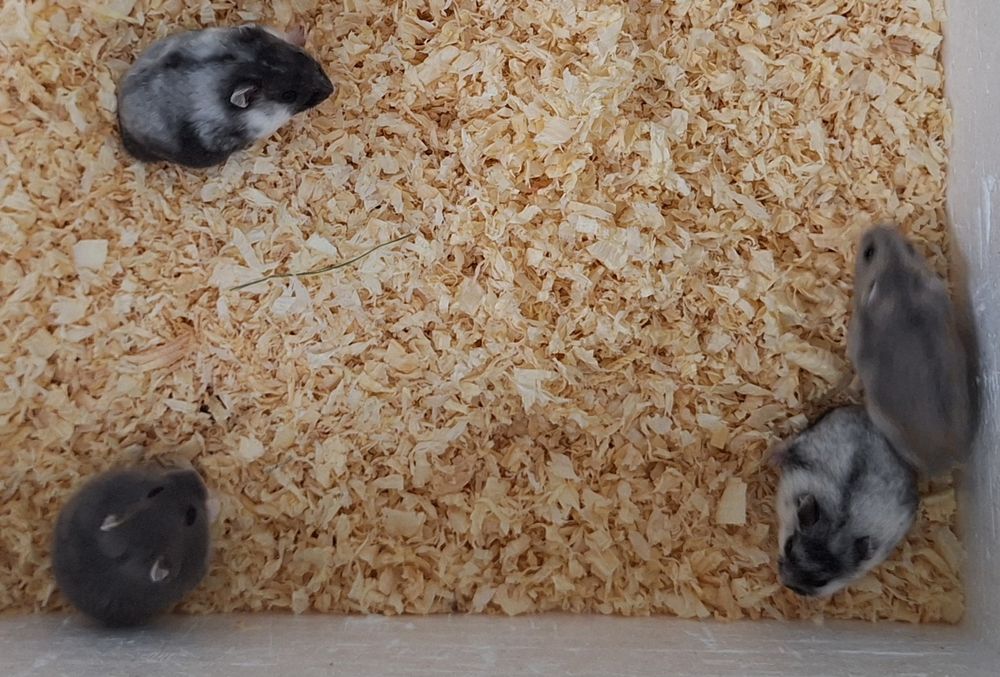 Chomiki dżungarskie