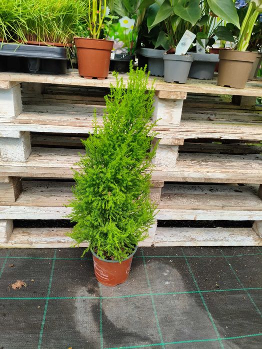 Cipreste da Califórnia (Cupressus Macrocarpa Goldcrest) - planta em vaso