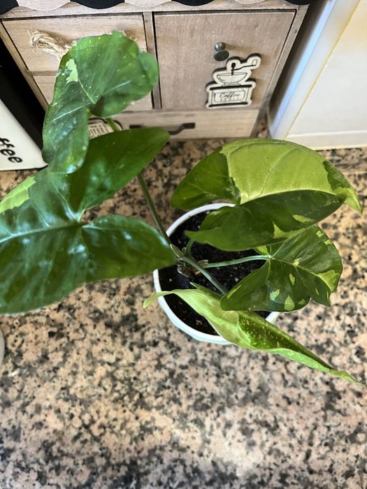 Syngoniuns plantas naturais (raras)