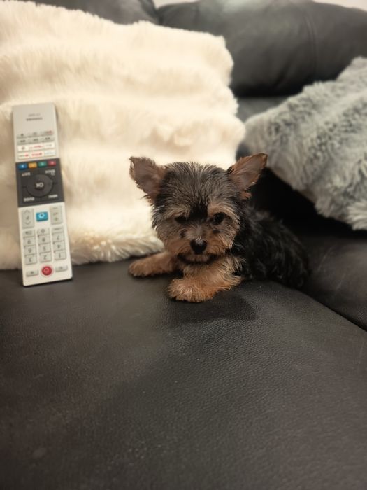 Yorkshire Terrier miniatura fêmea lindíssima, vacinada e desparasitada