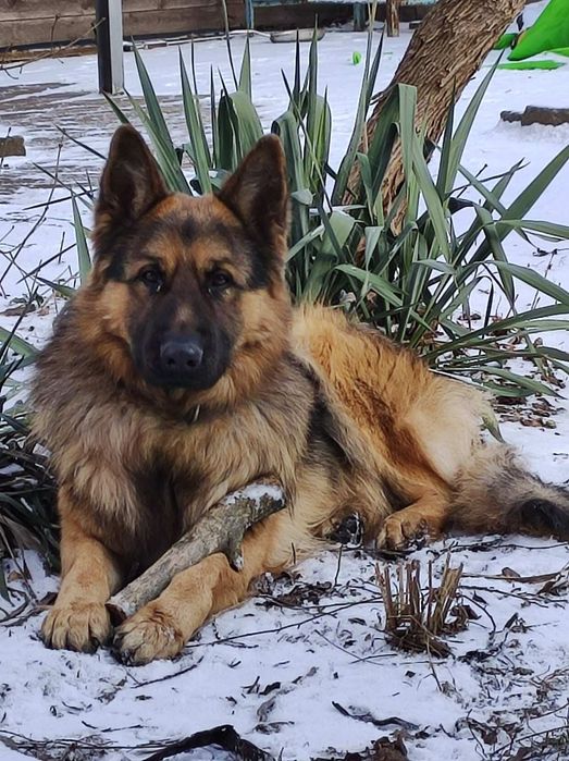 В'язка, случка німецької вівчарки