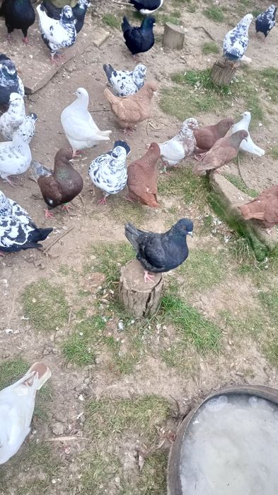 Sprzedam gołębie Kingi