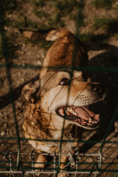 Hugo- 9 lat od szczeniaka w schronisku:(