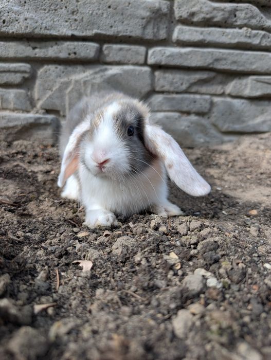 Mini lop, baranek miniaturka, metryka