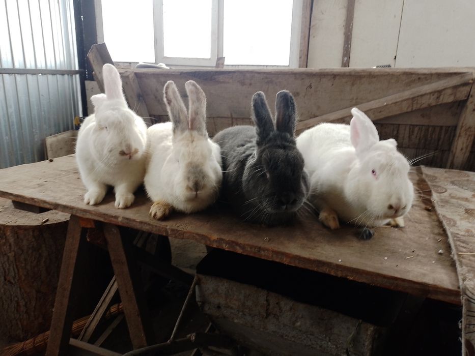 Номер телефону+380972784272