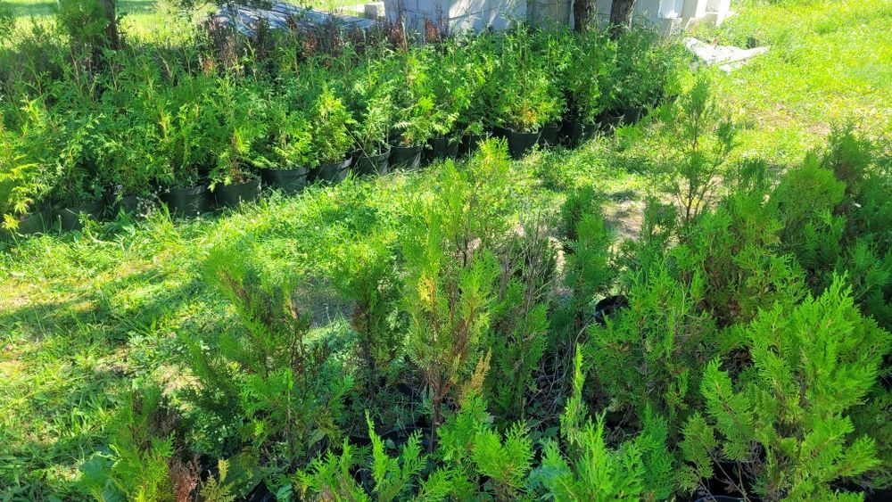 Tuja brabant, świerk srebrny, świerk pospolity w doniczce