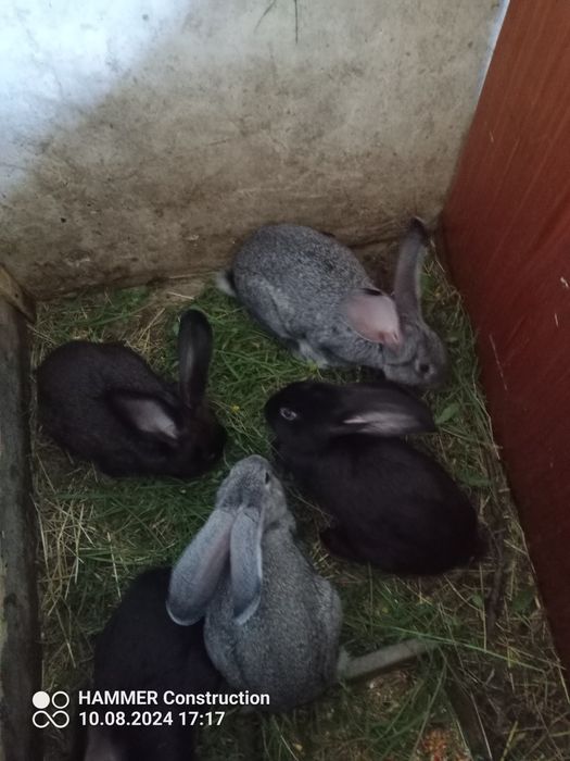 Króliki małe i duże