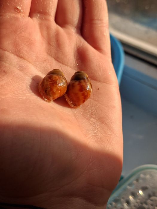 Архахатина бенін