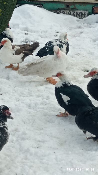 Продам домашніх індоутки і селезні