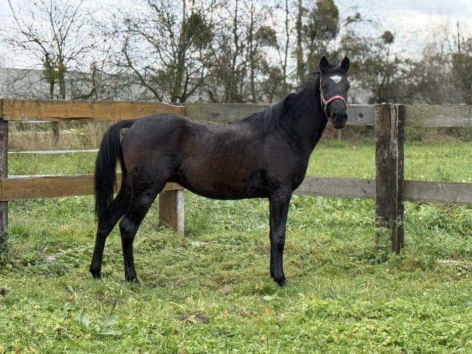 Ogier małopolski pilna srzedaż