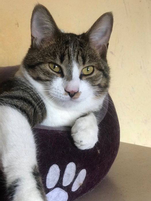 Котик кастрований, вакцинований